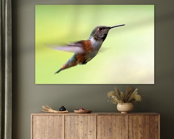 Kolibri van Wim Frank