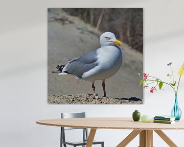 Enkelvoudige Europese zilvermeeuw op heligoland - eiland Dune - Noorderstrand - Larus argentatus van Frank Kebschull