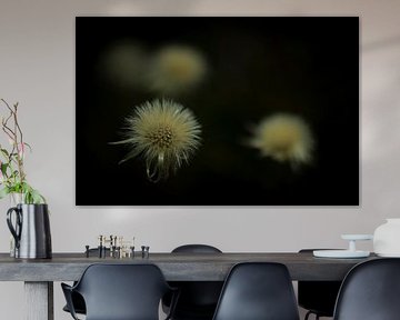 flower against black background