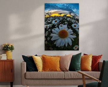 Wilde margrieten in avondzon 8