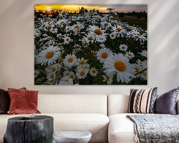 Wild daisies in evening sun 6