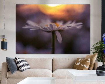 Wild daisies in evening sun