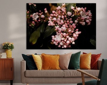 The Kalmia by Fleurien