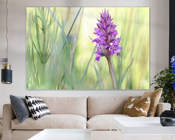 paarse orchidee van Marjo Snellenburg