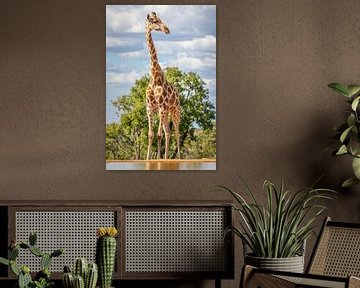 Eine Giraffe, die nach dem Himmel greift. von Gunter Nuyts