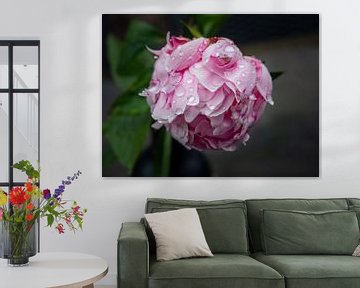 Peony in the rain by Maurice Looyestein