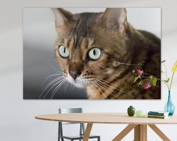 Portrait de chat bengali sur Kirtah Designs