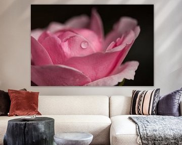 De druppel op de roze roos van Jolanda de Jong-Jansen