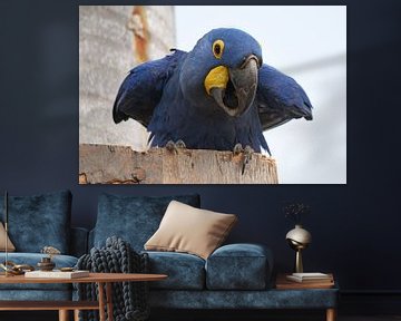 Parrots and macaws: Hyacinth Macaw looks straight into the camera by Rini Kools