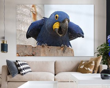 Papegaaien en ara's: Blauwe ara (Hyacinthara) kijkt recht de camera in, Pantanal Brazilië van RKoolspics