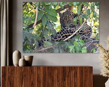 Jaguar op de loer in het struikgewas, Pantanal Brazilië van RKoolspics