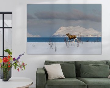 Eland in winters Noors sneeuwlandschap van Erwin Maassen van den Brink