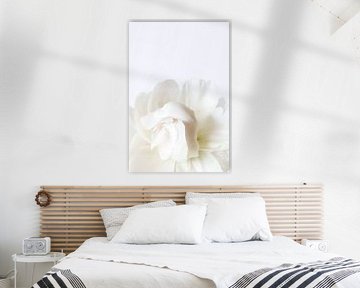 White peony
