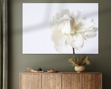 White peony on white background by Marion Moerland