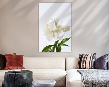 White peony on white background by Marion Moerland