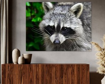 Cute raccoon by DeVerviers
