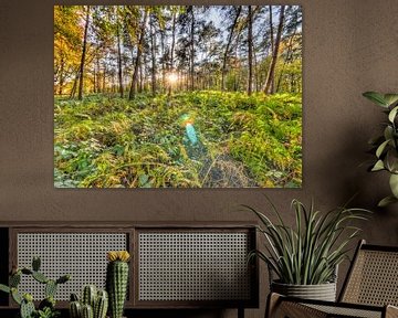 Paysage de fougères en Brabant Wallon sur Paul Marnef