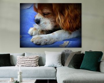 Sweet Cavalier King Charles-Spaniel