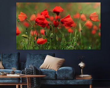 Red poppies by Anouschka Hendriks