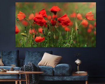 Coquelicots rouges