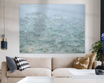 fish everywhere