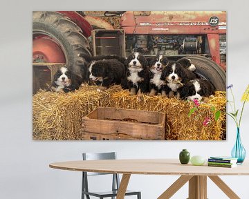 Berner sennen Pups van Bob de Bruin