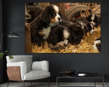 Berner pups op een  rijtje