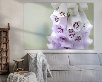 Digitalis Fingerhut-Foto von Kirtah Designs