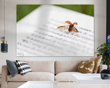 Lieveheersbeestje op een boek
