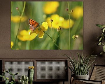 Butterfly on flower