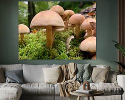 Aperçu de la chambre