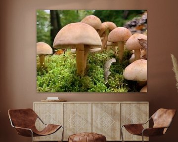 Herfst paddestoelen  van Janneke Bijl