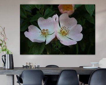 two flowers
