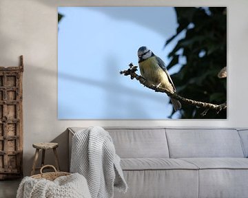 tit