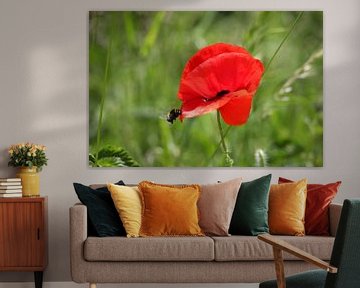 Poppy with a bumblebee by Erich Werner