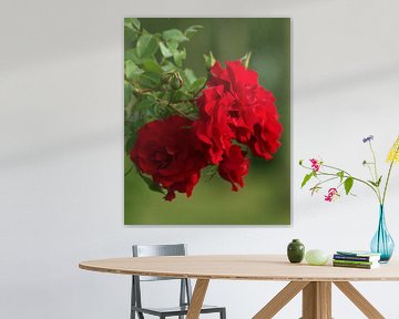 Volle rode rozen van Anke Winters