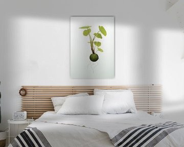 Hangende kokedama plant illustratie van Ebelien