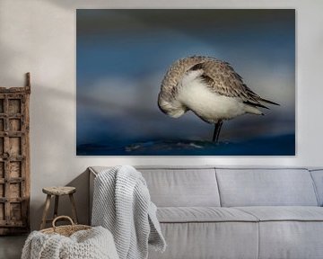 Sanderling by Peter Deschepper