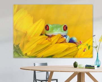 Grenouille aux yeux rouges sur Jessica Blokland van Diën