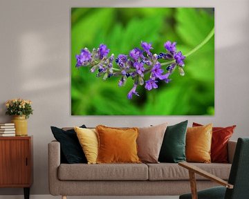 Lavender Blossom
