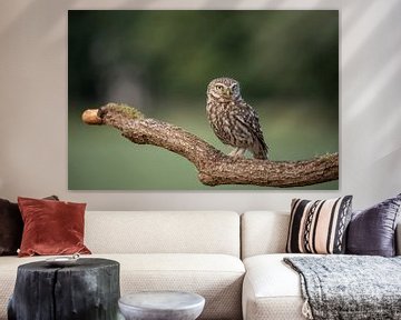 Little Owl, Athens Noctua by Gert Hilbink