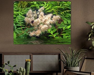 hairy blossoms