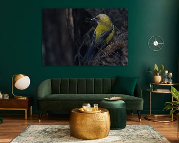 Nieuw Zeeland - Vogel van Maurice Weststrate
