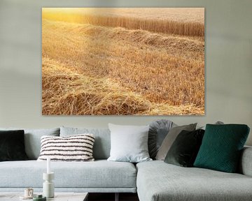 Grain field during sunset by Marcel Rommens