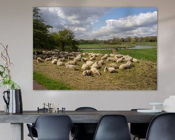 Sheep resting in meadow by Marcel Rommens