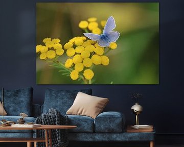 Butterfly on flower