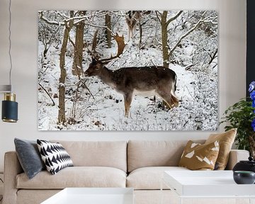 fallow deer in the snow by Merijn Loch