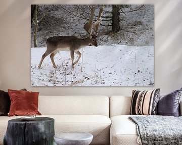 fallow deer in the snow by Merijn Loch