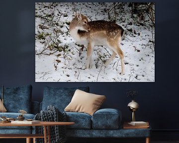 fallow deer in the snow by Merijn Loch