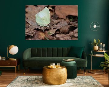 Butterfly between dead leaves